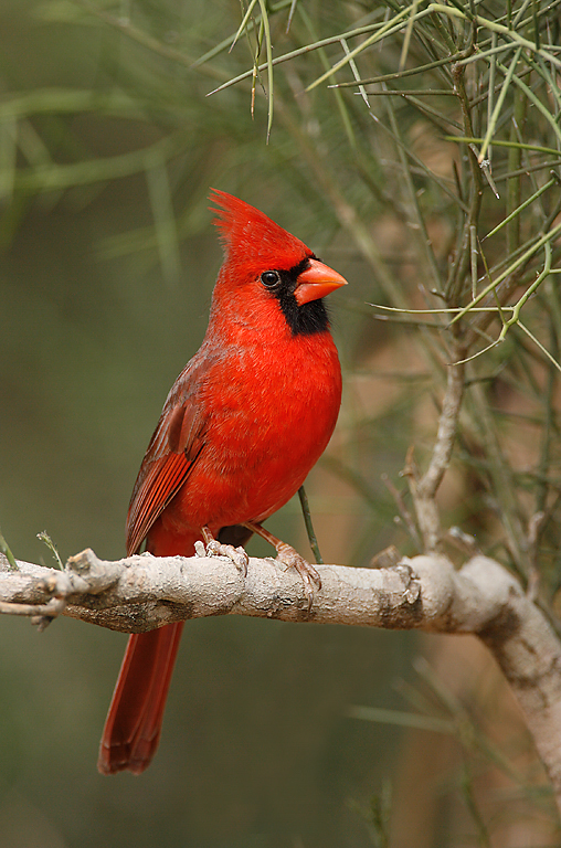Let's Go Wild — Northern Cardinal (male) Why do cardinals fly into...
